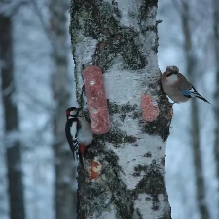 Lägenhet Kuurala Rovaniemi