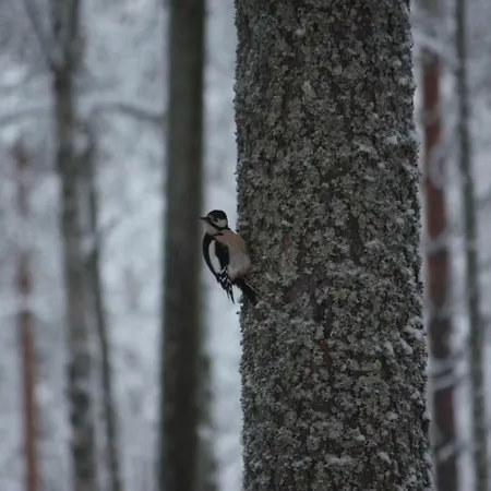 Lägenhet Kuurala Rovaniemi
