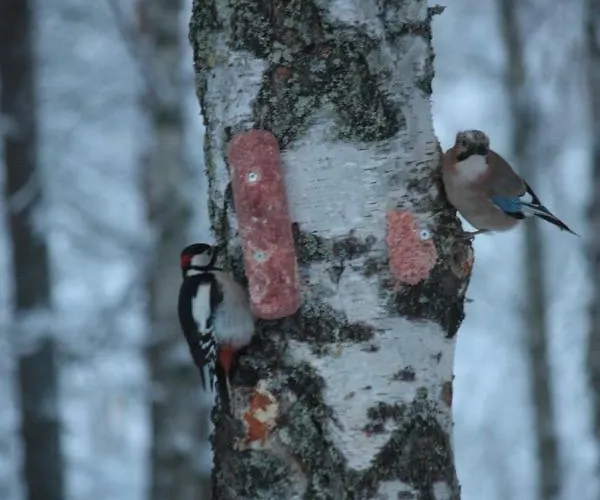 شقة Kuurala روفانييمي