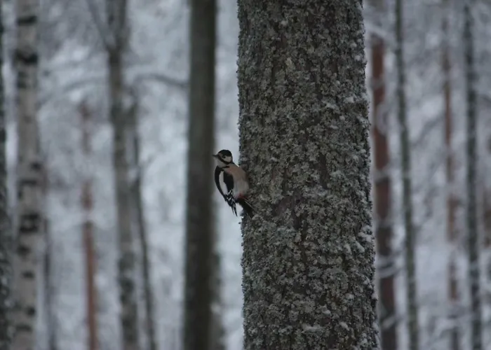 شقة Kuurala روفانييمي